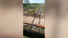 Video: Đoàn tàu phải dừng để nhường đường cho hàng trăm con vịt