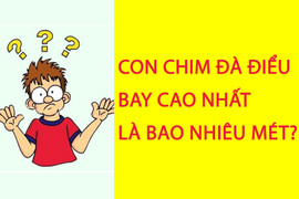 Con chim đà điểu bay cao nhất bao nhiêu mét? 