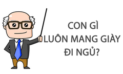Con gì luôn mang giày đi ngủ? 