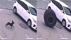 Cún con chạy thục mạng vì bị lốp xe truy đuổi