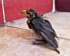 Phóng sinh hay đày đoạ sinh linh muôn loài?