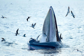 Video: Kỳ thú đàn cá voi xanh xuất hiện ven biển Bình Định