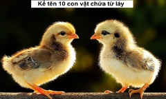 Thách bạn kể tên 10 con vật chứa từ láy