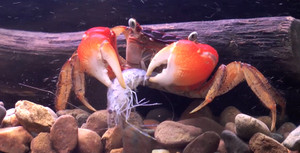 Video: Gặp người thuần dưỡng cua cảnh Đông Dương ở Hà Nội