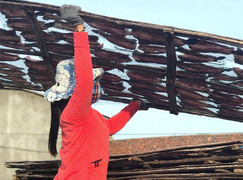 Làng phơi cá Sa Huỳnh