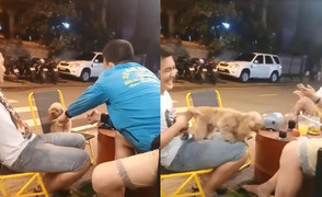 Được chủ 'chống lưng', chú chó đang 'hèn' bỗng trở nên 'hổ báo'