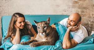 Thích nuôi mèo lớn, cặp vợ chồng mua luôn báo về làm thú cưng 