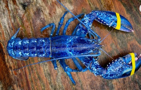 Hai cha con bắt được tôm hùm lạ