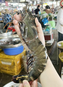 Tôm sú khổng lồ giá 650.000 đồng/kg
