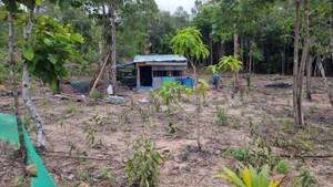 Phú Quốc thu hồi gần 140 ha đất rừng bị lấn chiếm