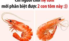 Hai con tôm này khác nhau thế nào?