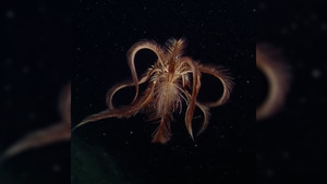 Video: Huệ biển - loài động vật mang vẻ đẹp kỳ lạ dưới đáy đại dương