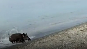 Video: Lợn rừng bất ngờ lao lên từ giữa biển khiến du khách kinh hãi