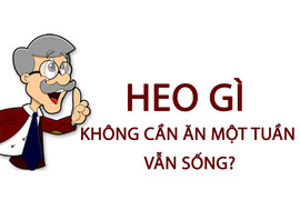 Heo gì không cần ăn một tuần vẫn sống?