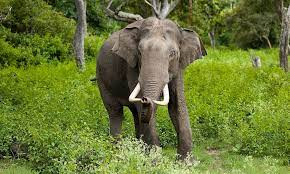 Video: Bị ép làm việc quá sức, voi sát hại chủ