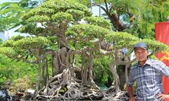 Ngắm những cây bonsai dáng độc, giá tiền tỷ 'hội ngộ' tại Bình Định