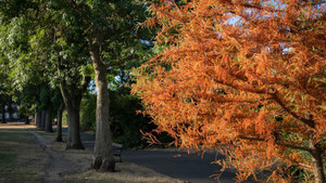 ‘Mùa thu giả’ ở Anh, cây cối tự rụng lá để sinh tồn