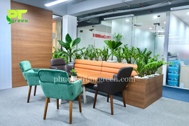 Phương Trung Green - Công ty cho thuê cây xanh văn phòng TP.HCM uy tín