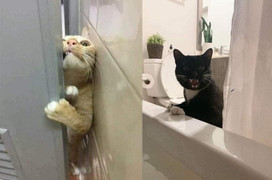 Bắt quả tang những 'kẻ rình mò' phòng tắm cực manh động nhưng không ai nỡ bắt