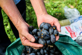 Ảnh: ‘Thủ phủ’ trám đen Hà Tĩnh vào mùa thu hoạch 