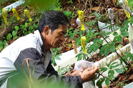 Lên núi Ngọc Linh chiêm ngưỡng 'quốc bảo Việt Nam'