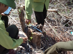 Điều tra cán bộ ban quản lý ở Hà Tĩnh thuê người chặt phá rừng