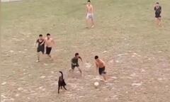 Chú chó đá bóng điêu luyện cùng nhóm thanh niên