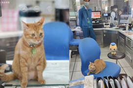 Gặp gỡ chú mèo giữ chức trưởng ga tàu điện ngầm với thần thái cực oách