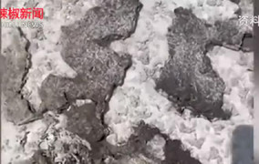 Đi công tác nửa tháng, phát hiện cá bể nuôi sân thượng bị 'nướng chín'