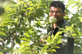 Video: Thu nhập gần 1 tỷ đồng mỗi vụ nhờ trồng na trên núi đá vôi