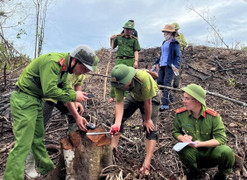 Hà Tĩnh: Tạm đình chỉ công tác cán bộ thuê người chặt phá rừng