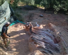 Phát hiện bộ xương khủng long lớn hiếm thấy