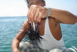 Mùa săn 'nhân sâm của biển'