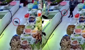 Cú sút thần sầu của nữ nhân viên cửa hàng hải sản