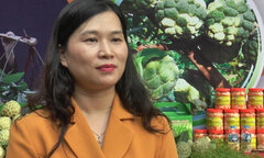 Bí thư huyện ủy Chi Lăng, Lạng Sơn: 'Na Chi Lăng là vàng trên núi'