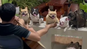 Video: Người chủ 'thôi miên' đàn chó bởi tiếng đàn guitar