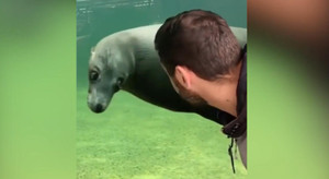 Hải cẩu 'háo sắc' lượn lờ ngắm trai đẹp