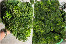 Loại hoa lạ bán theo cân, khách đua nhau săn lùng dù giá đắt đỏ