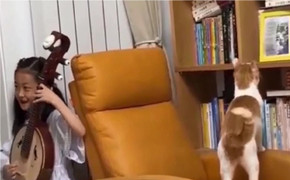 Mèo dùng đuôi đánh nhịp theo tiếng đàn của cô chủ