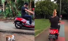 Mèo nghễu nghện 'đi phượt' với chủ bằng xe máy