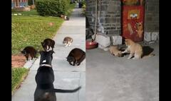 Những chú mèo đanh đá đến chó dữ cũng phải gờm
