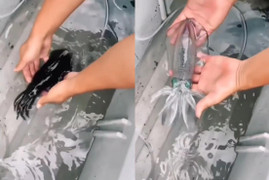 Cao thủ ngụy trang: Mực đổi màu trong nháy mắt