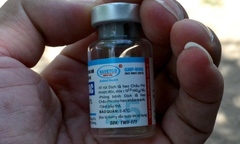 Lợn chết sau khi tiêm vaccine phòng dịch: Chủ tịch Quảng Ngãi chỉ đạo 'nóng'