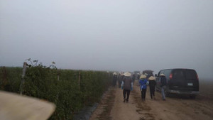 Một ngày đi hái cà chua thuê ở Canada