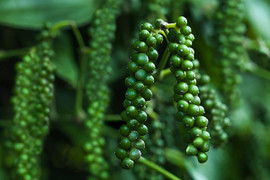 Giá tiêu hôm nay 1/9: Giá hồ tiêu đi ngang