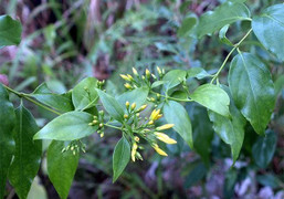 Ăn nhầm lá ngón, người đàn ông ngộ độc suýt chết