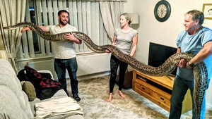 Người đàn ông gây sốc khi sống chung với ‘trăn Miến Điện lớn nhất thế giới’