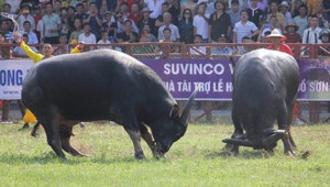 Huy động 400 nhân viên an ninh bảo vệ Lễ hội Chọi trâu Đồ Sơn, ngăn chặn cá độ