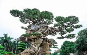 Ảnh: Loạt siêu cây cảnh hàng chục tỷ 'hội ngộ', đọ vẻ đồ sộ