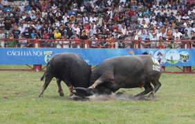 Đánh gãy sừng đối phương, trâu số 08 tiến vào chung kết và giành chức vô địch